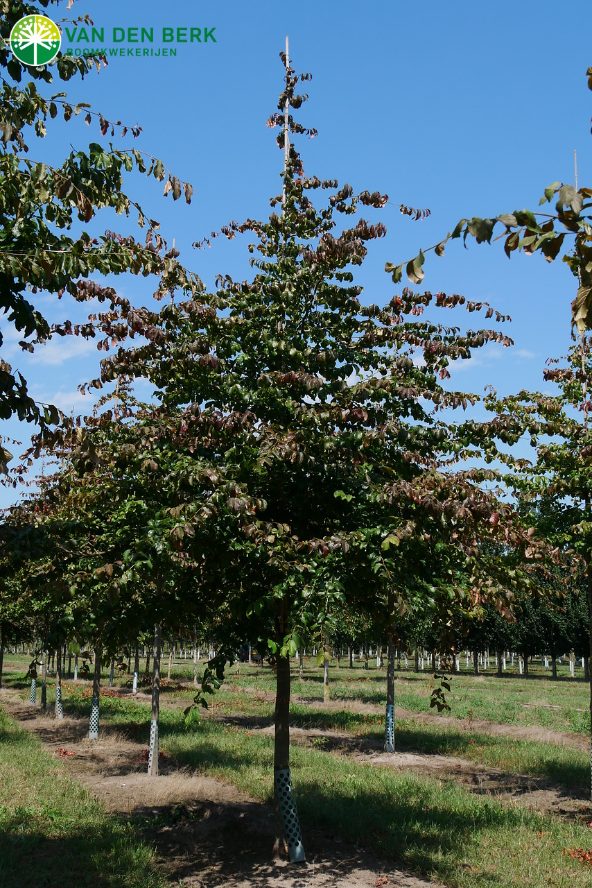 Parrotia persica Persische Parrotie, Eisenholz Van den Berk Baumschulen